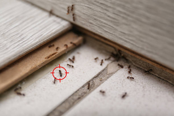 Best Affordable Pest Control Services  in Palm Springs North, FL