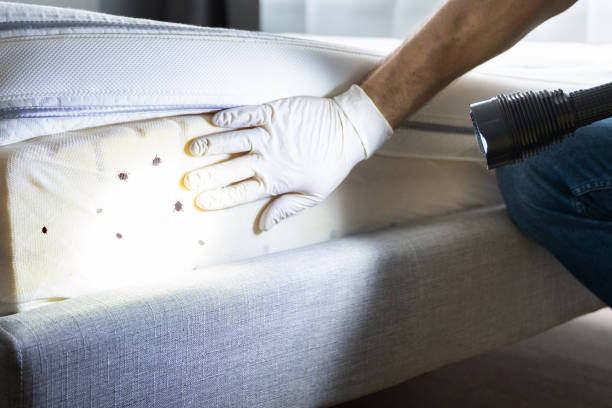 Best Mosquito Control Services  in Palm Springs North, FL